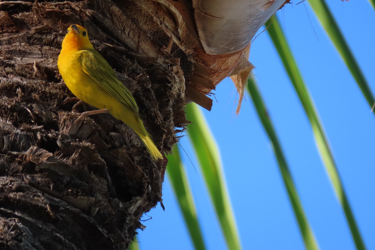 Saffron Finch - ML593726691