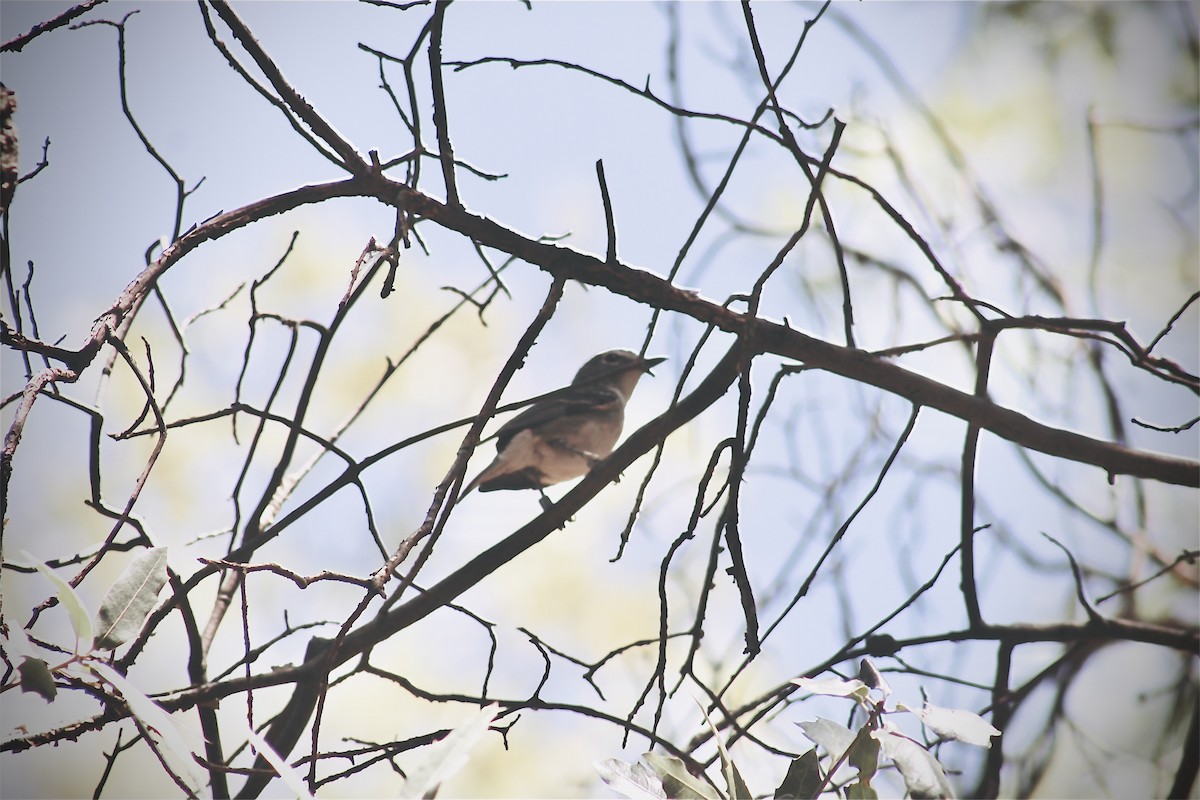 Yellow-breasted Chat - Rebeca Barragan