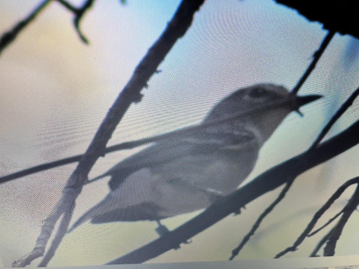 Yellow-breasted Chat - ML593726831