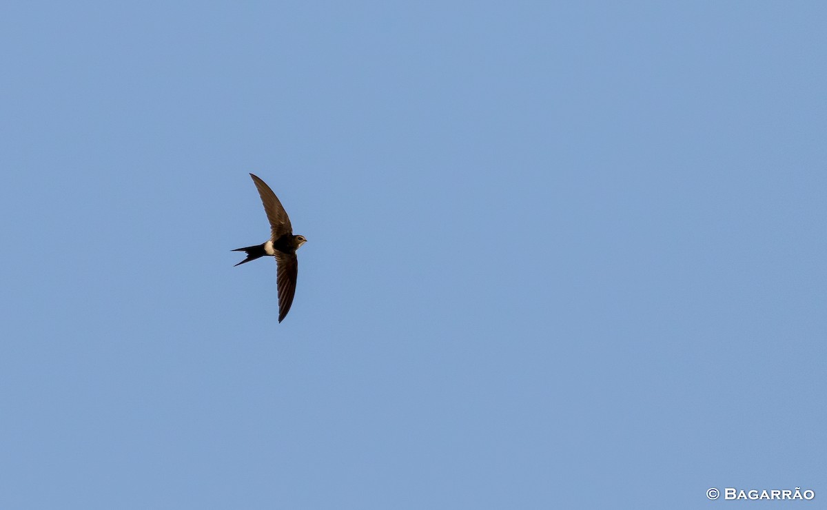 White-rumped Swift - ML59372701