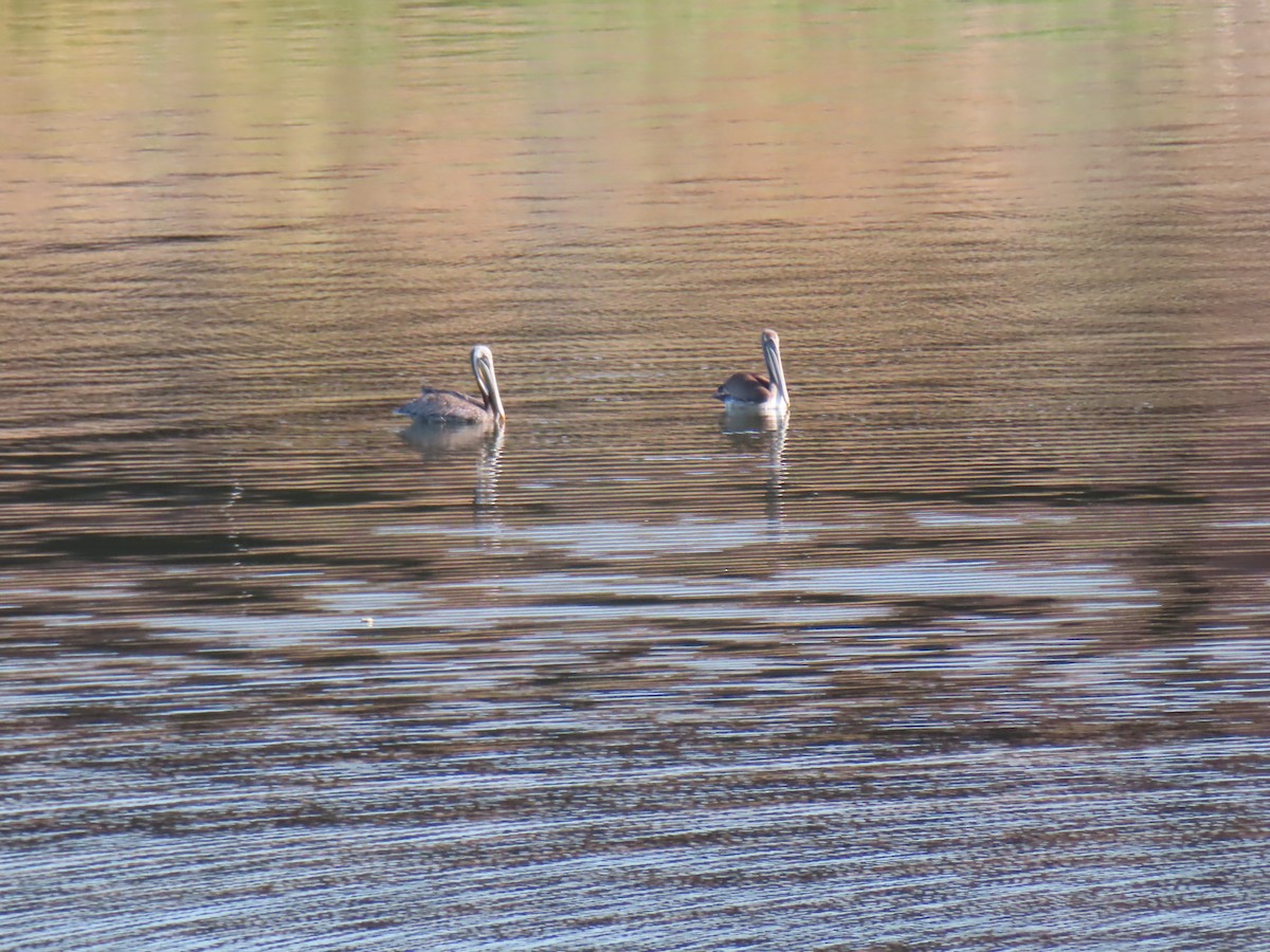 Brown Pelican - ML593727581