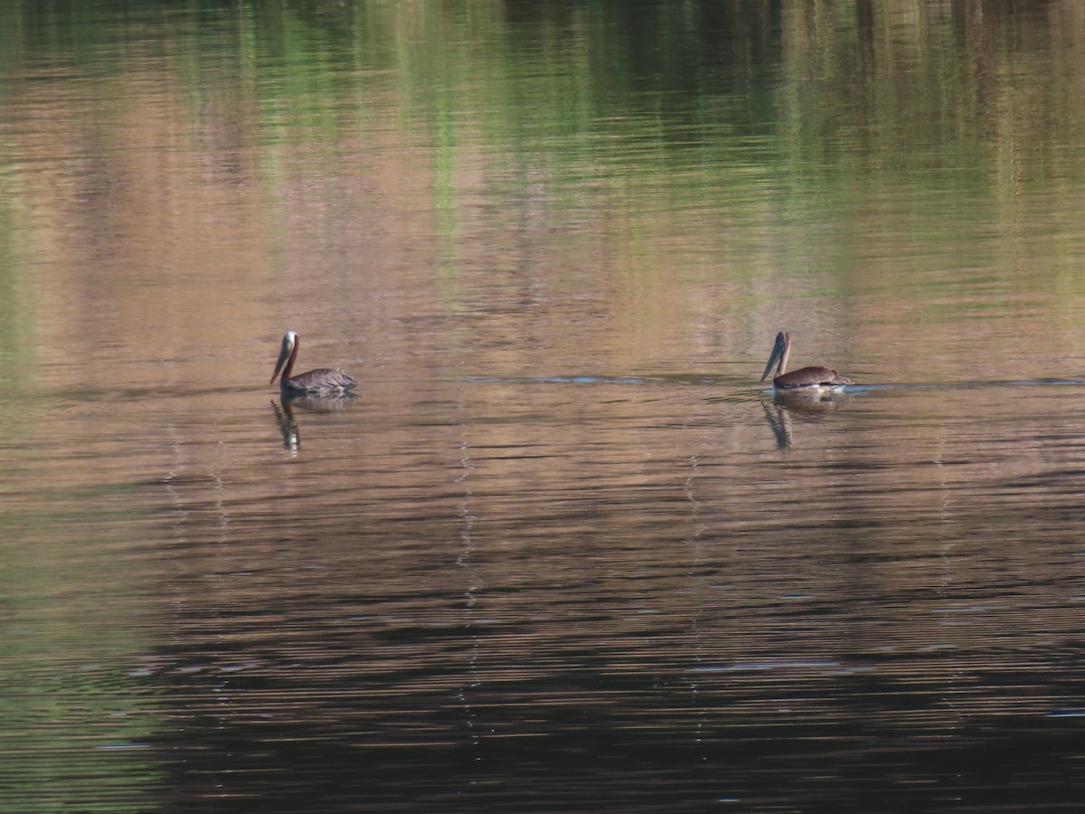 Brown Pelican - ML593727801