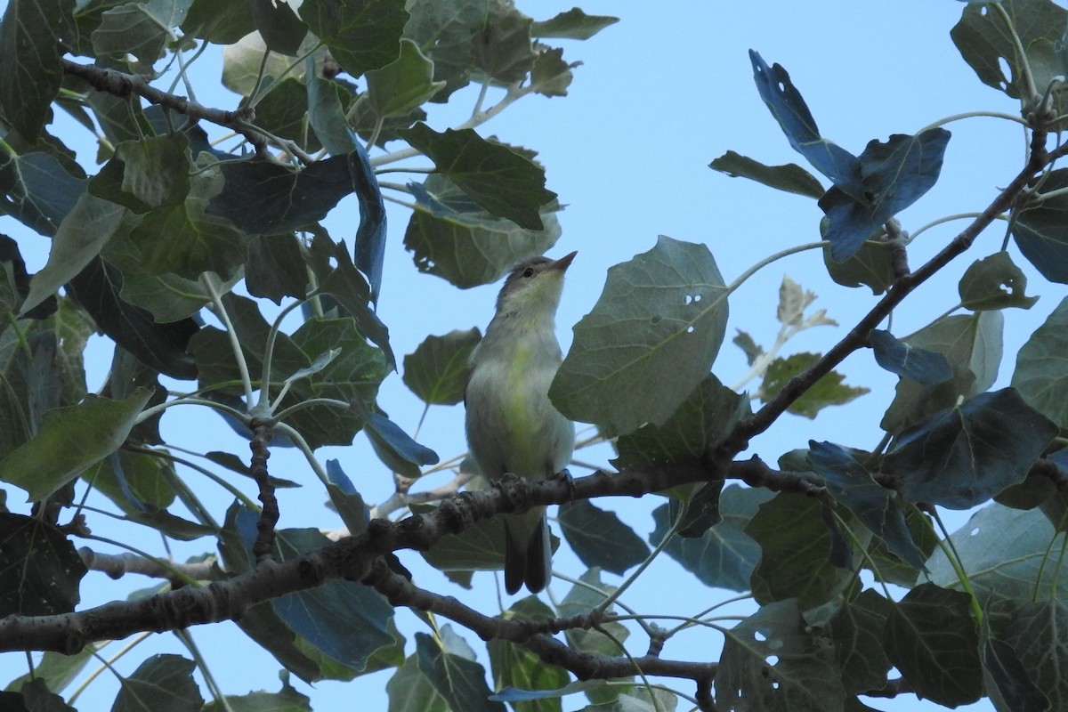 Icterine Warbler - David Kuster