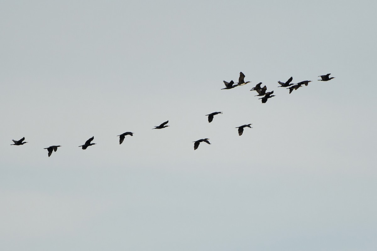 Indian Cormorant - ML593729021