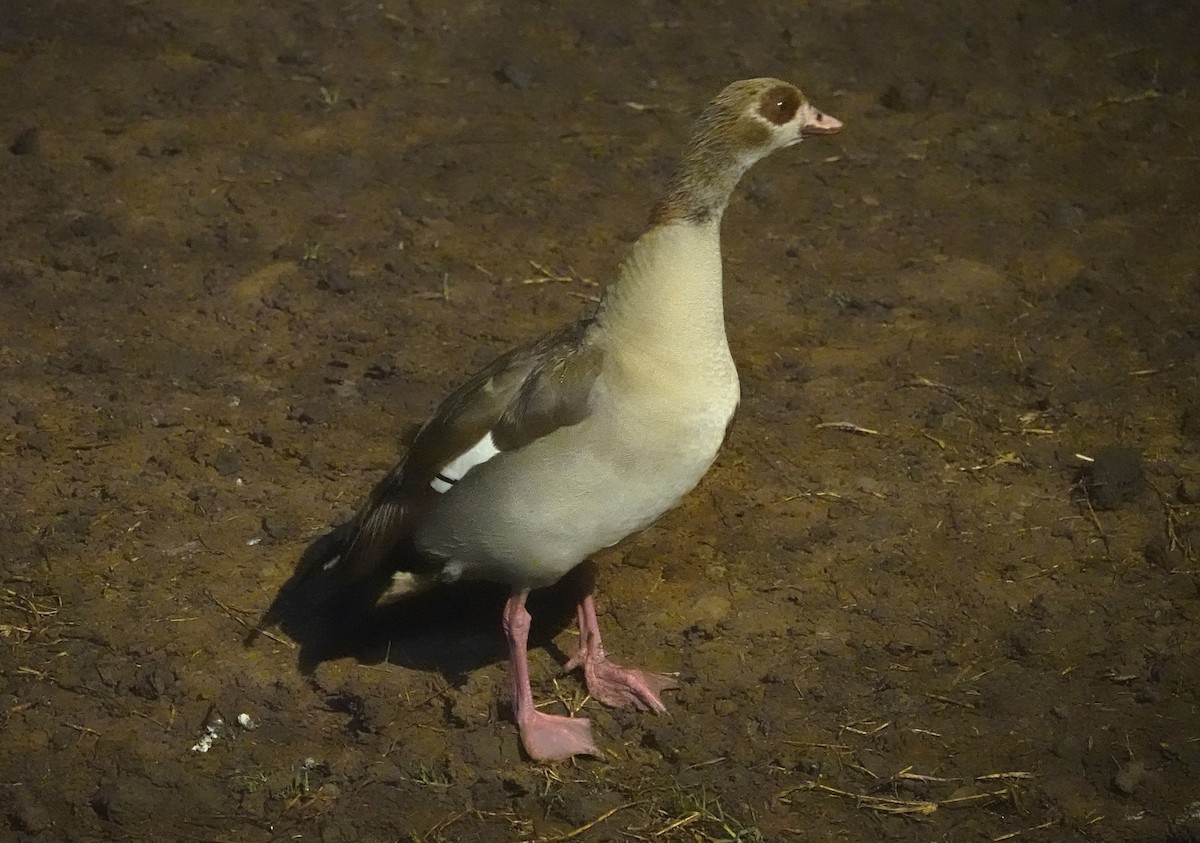 Egyptian Goose - ML593730181