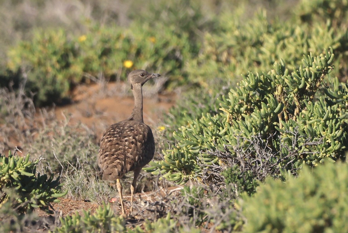 Karoo Bustard - ML593730501