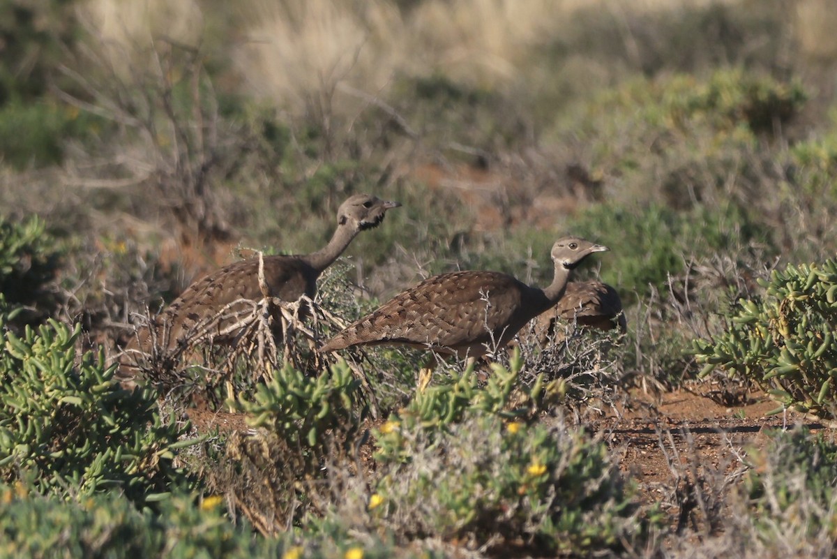 Karoo Bustard - ML593730541