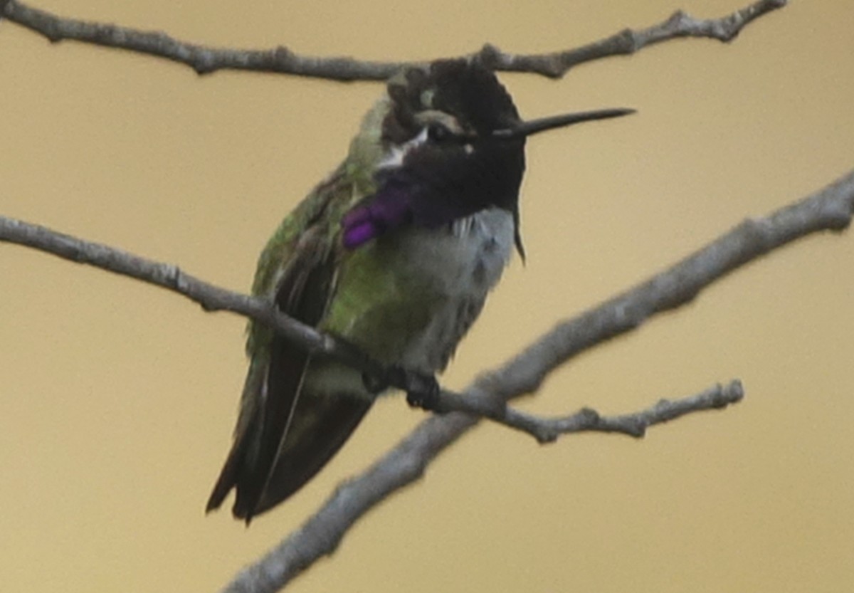 Costa's Hummingbird - ML59373121