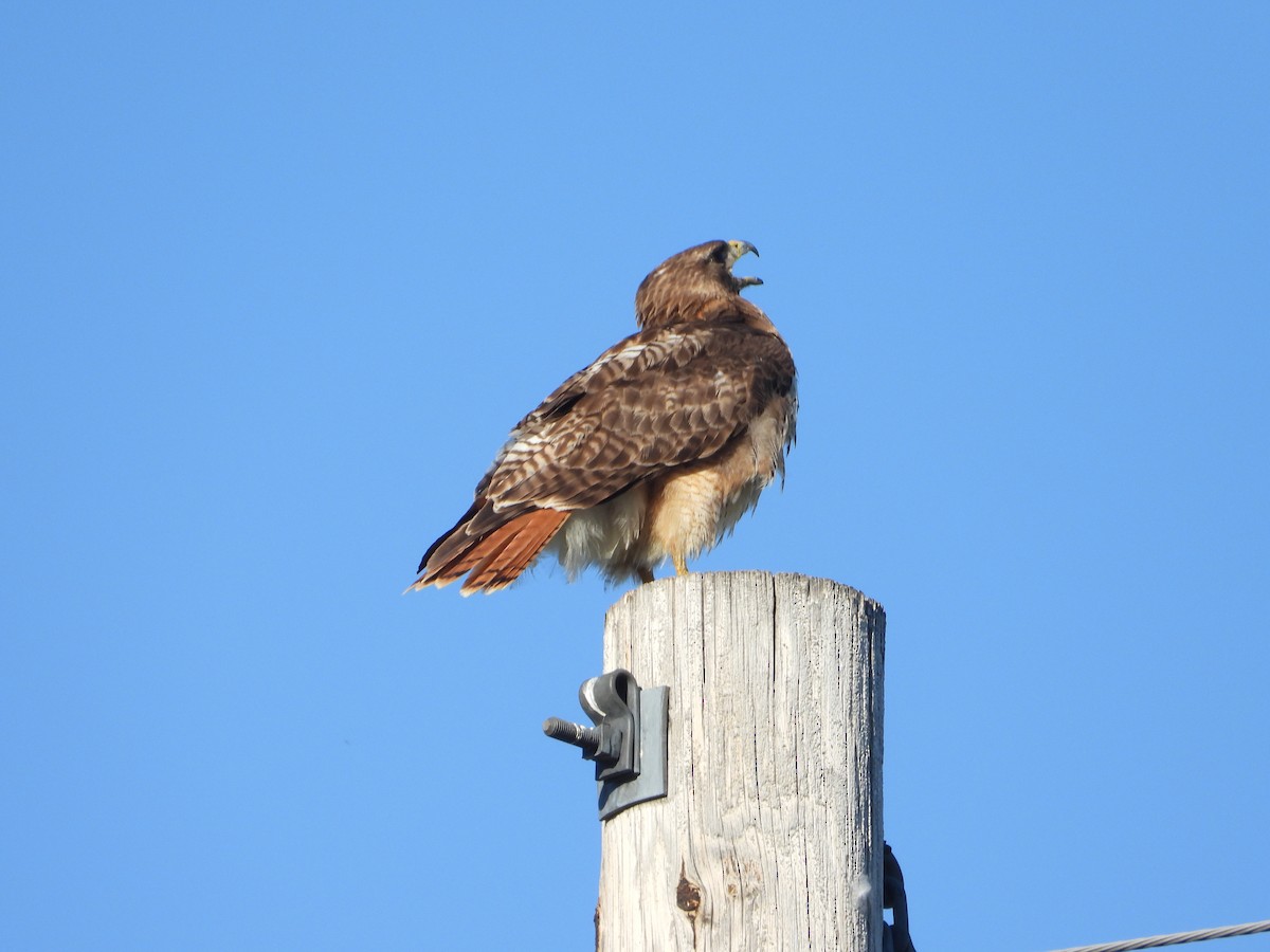 Red-tailed Hawk - ML593732991