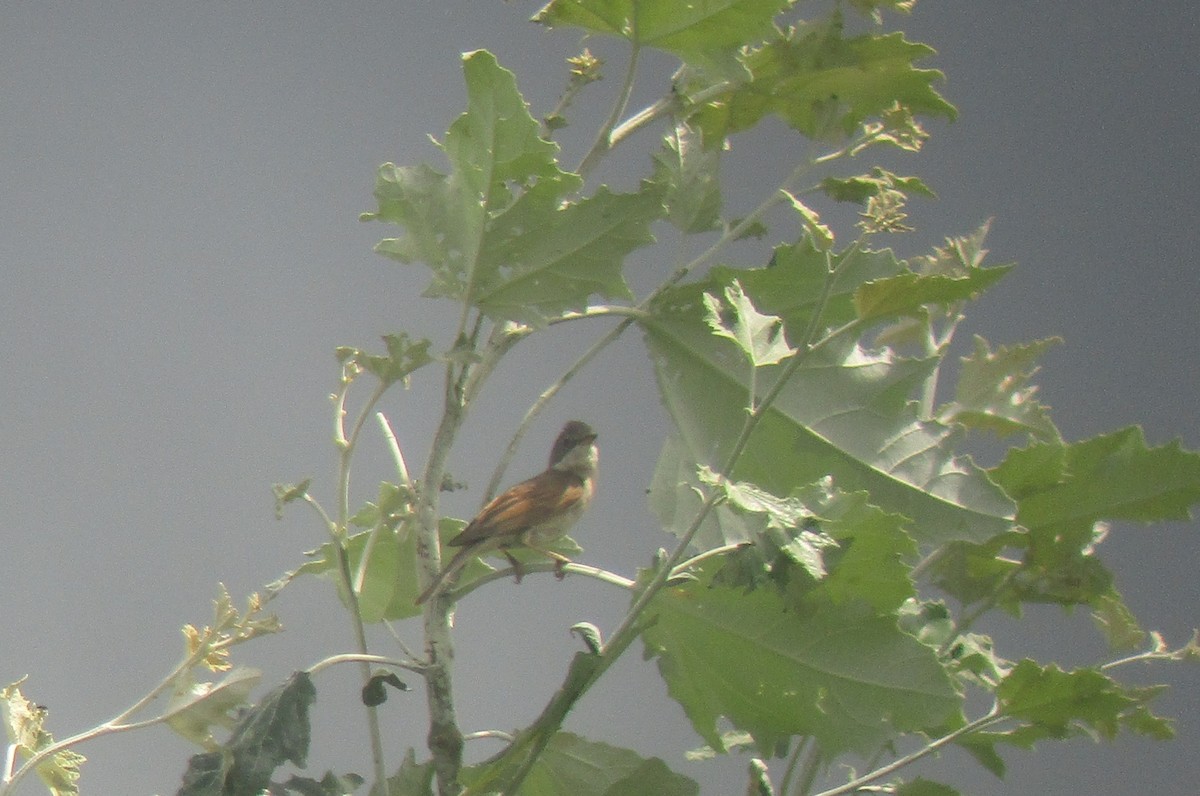 Greater Whitethroat - Tamas Zeke