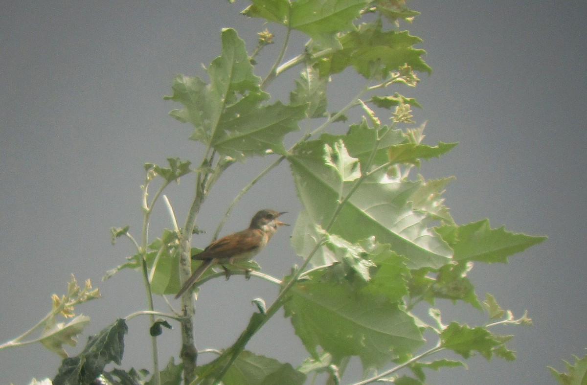 Greater Whitethroat - ML593733661