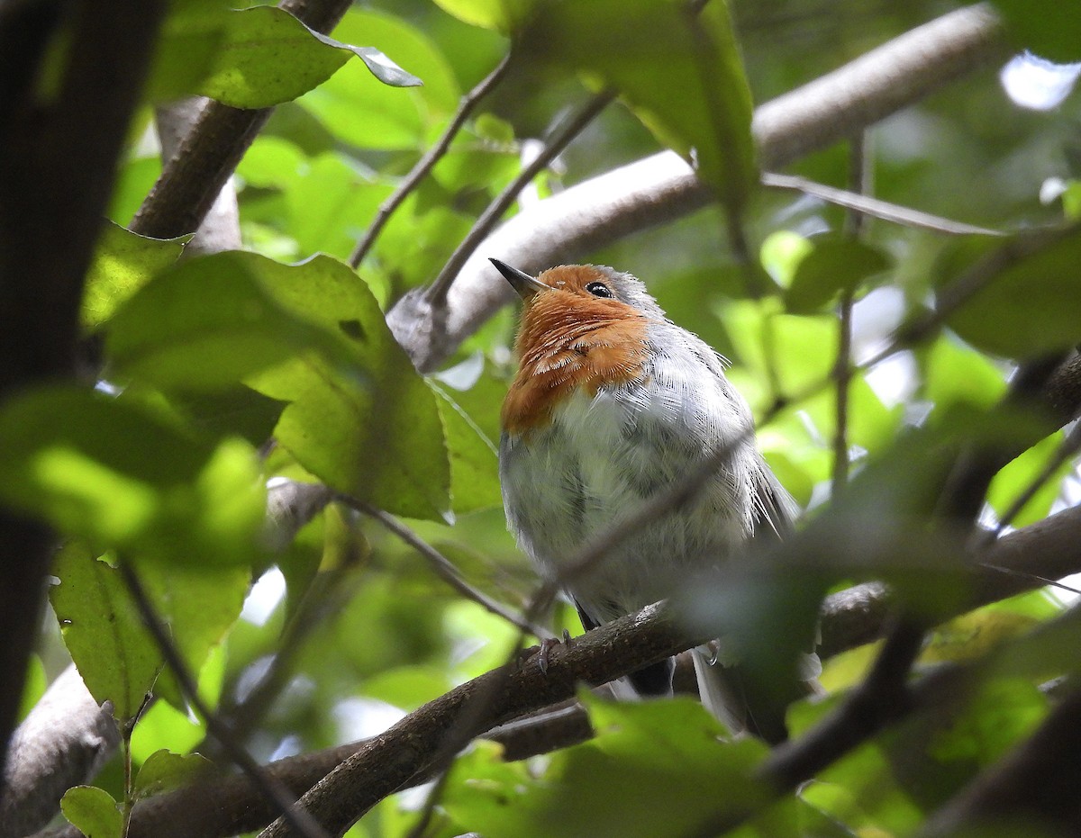 European Robin - ML593733721