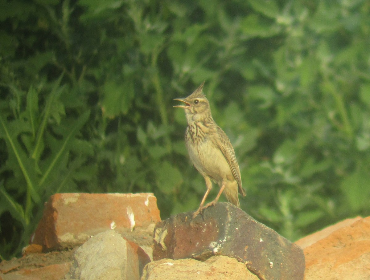 Crested Lark - ML593733871