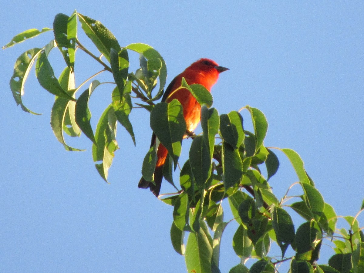 Scarlet Tanager - ML593734781