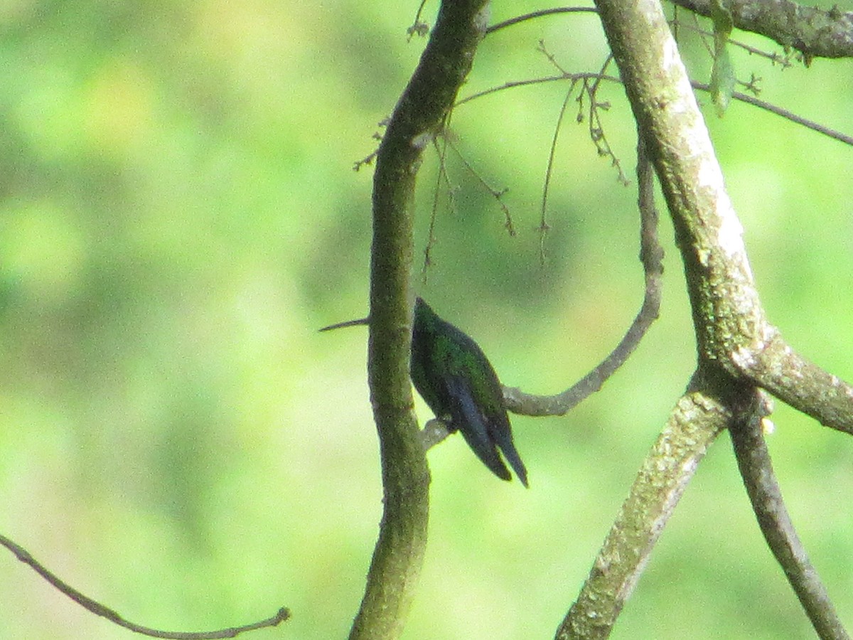 kolibřík blýskavý - ML593734841