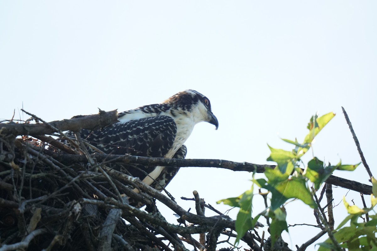 Osprey - ML593736101