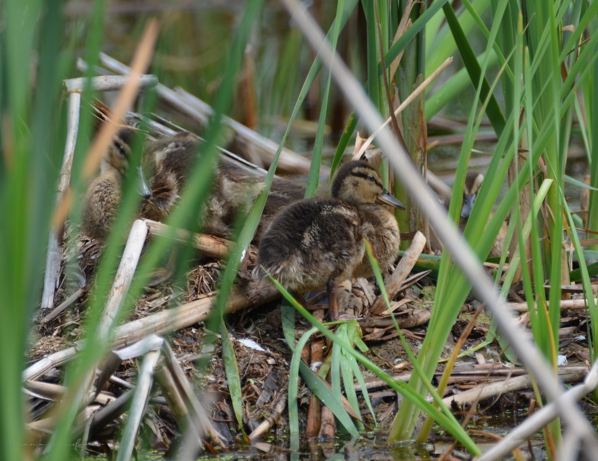 Mallard - Annie Dupras