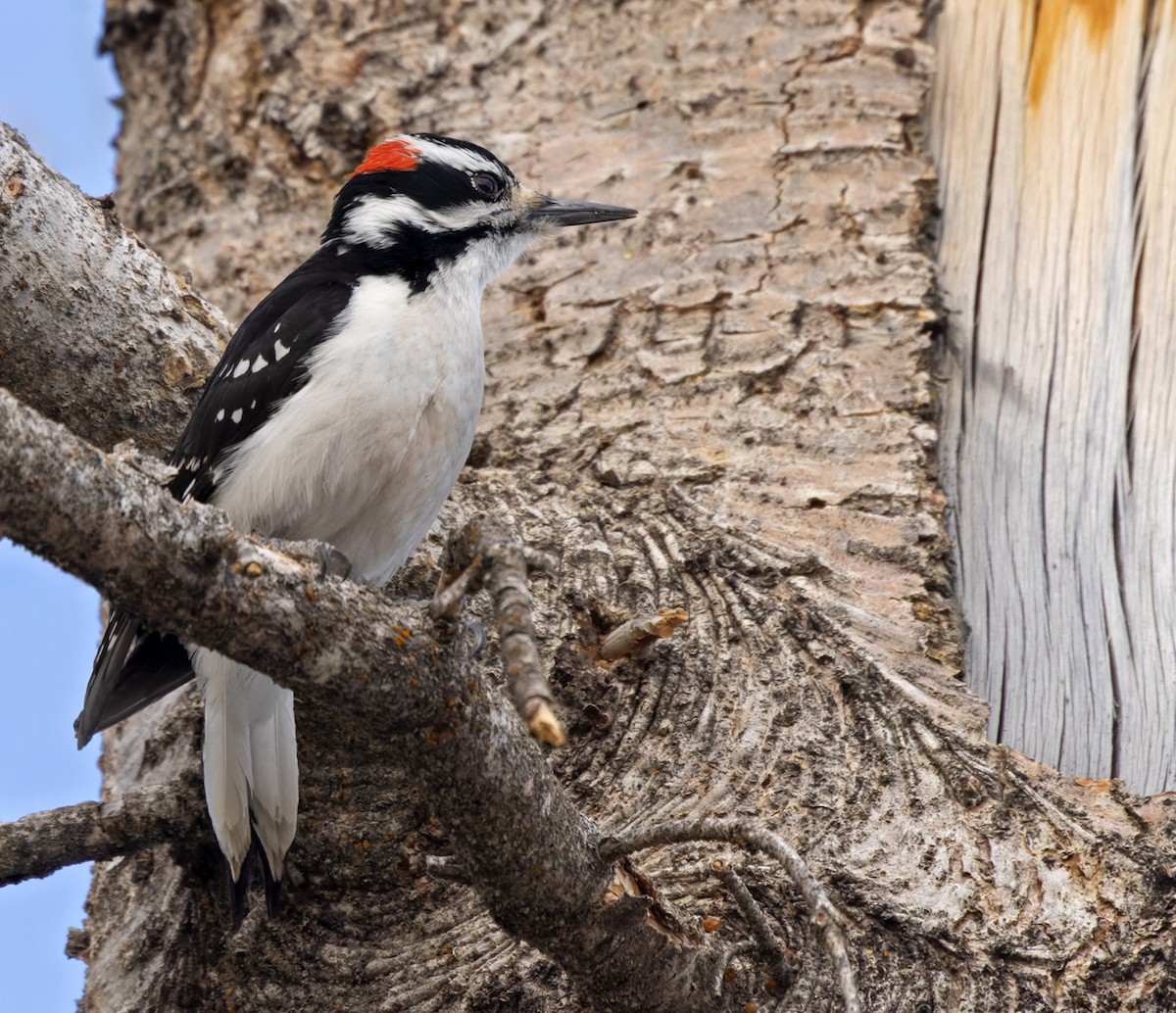 Hairy Woodpecker (Rocky Mts.) - ML593736351