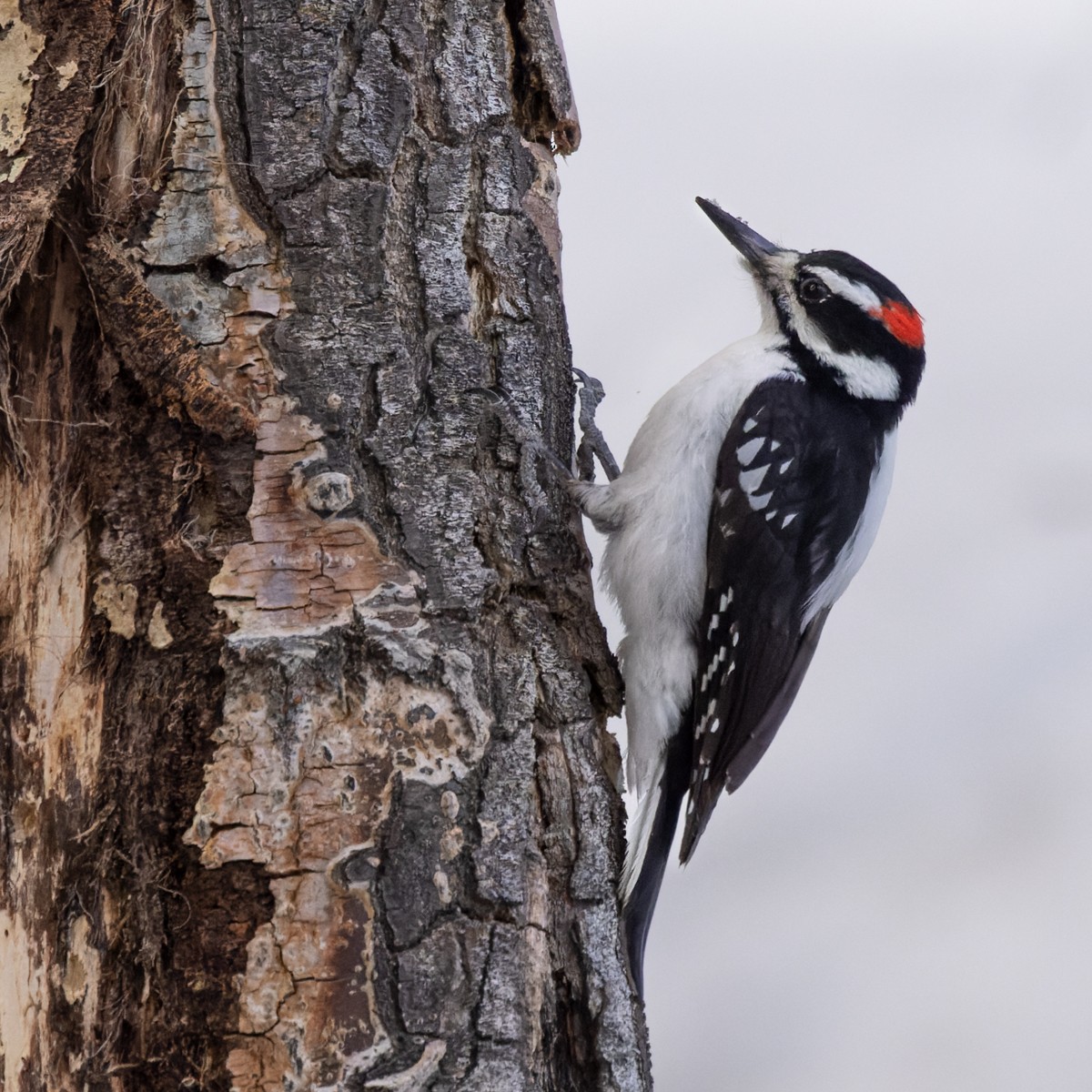 Hairy Woodpecker (Rocky Mts.) - ML593736361