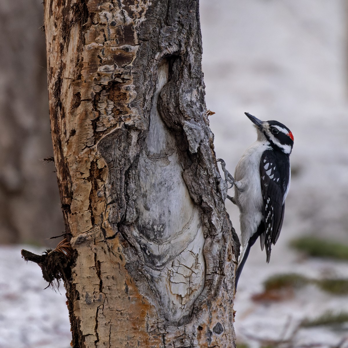 Hairy Woodpecker (Rocky Mts.) - ML593736371