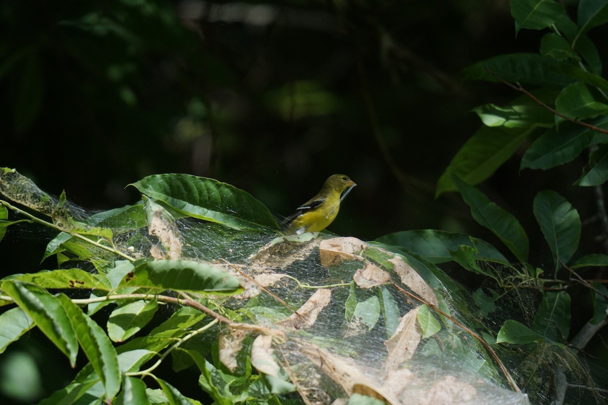 American Goldfinch - ML593736391
