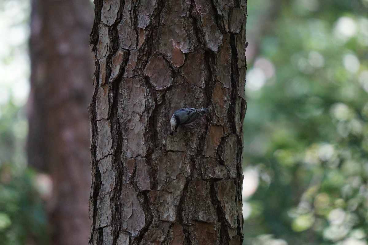 White-breasted Nuthatch - ML593736421