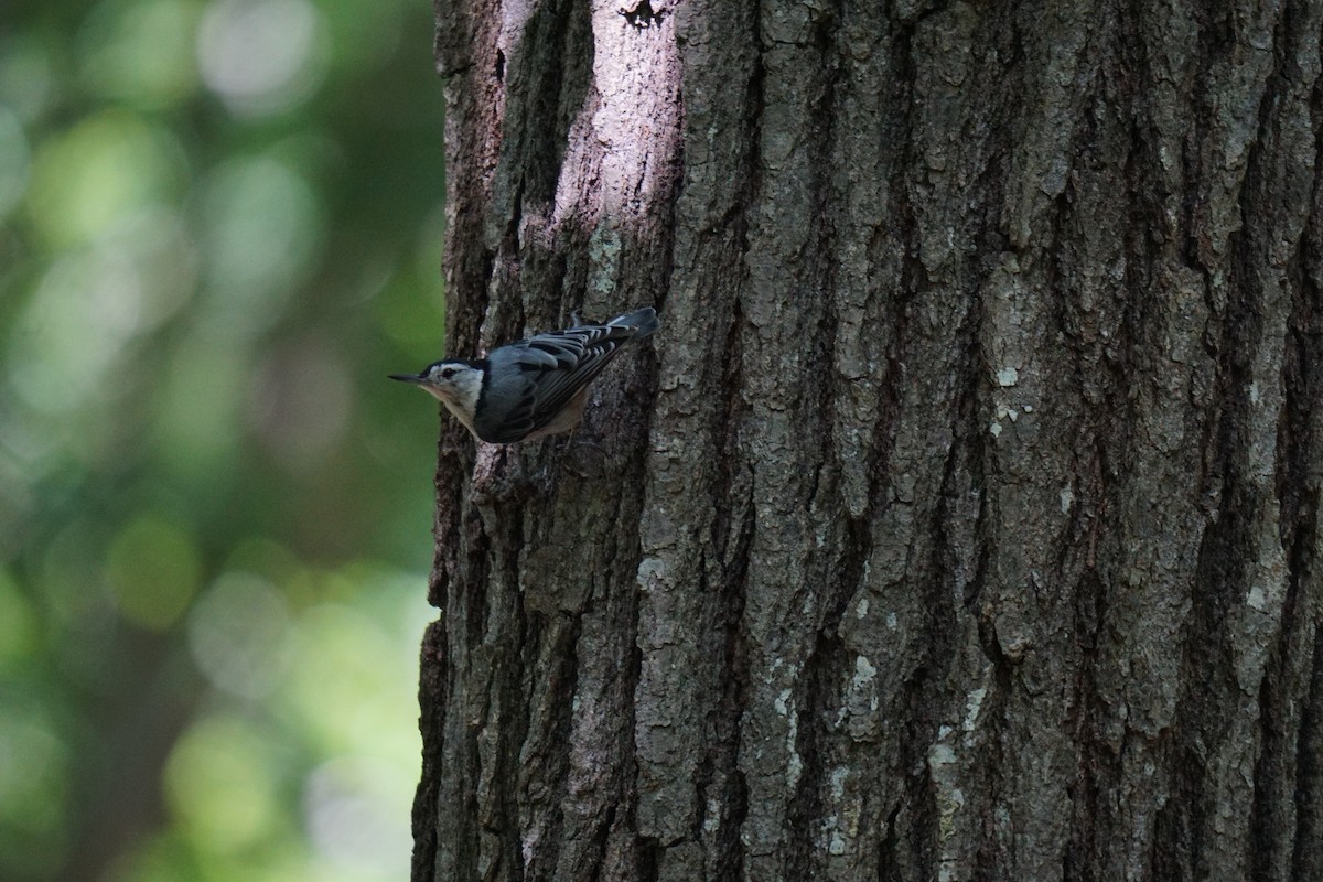White-breasted Nuthatch - ML593736431