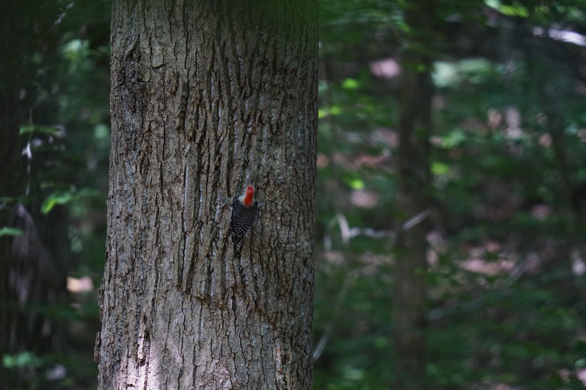 Red-bellied Woodpecker - ML593736511