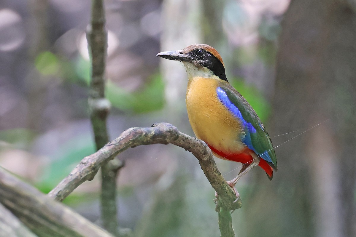 Mangrove Pitta - Nathan Wall