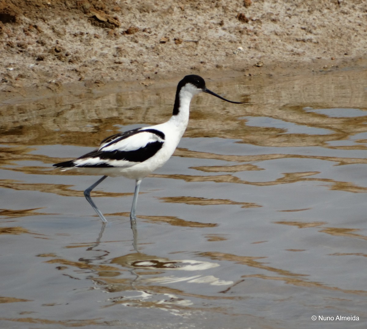 Avocette élégante - ML593738741