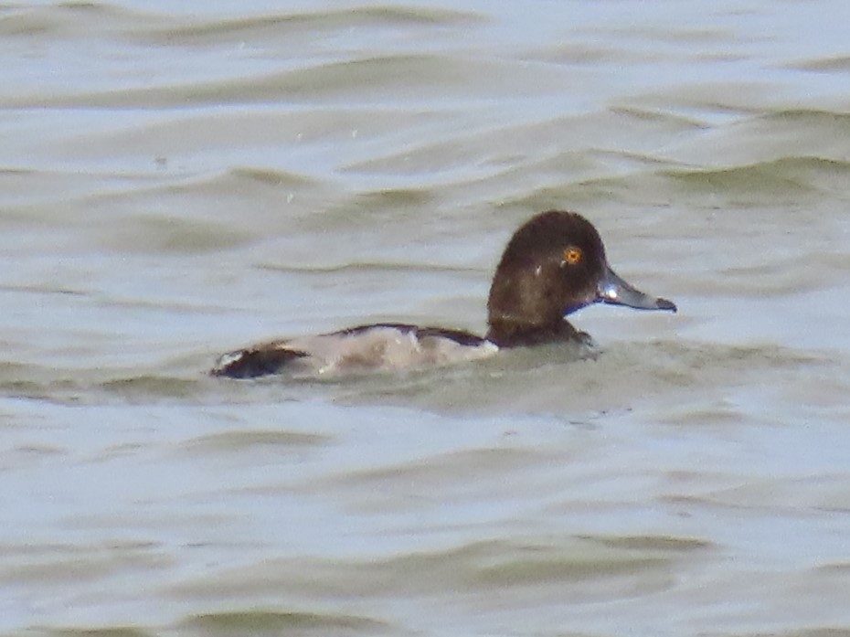 Ring-necked Duck - ML593739981