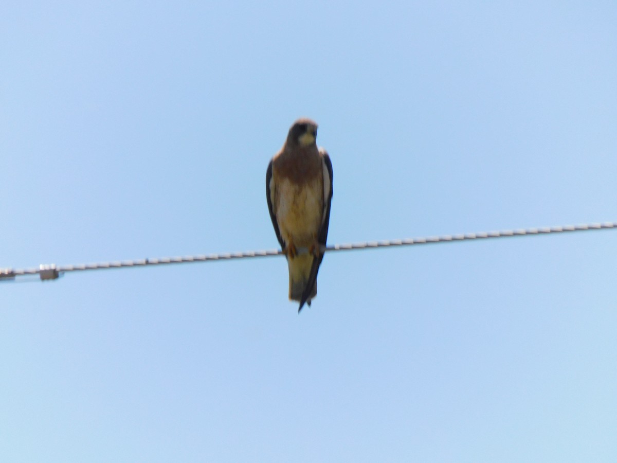 Swainson's Hawk - ML593740561