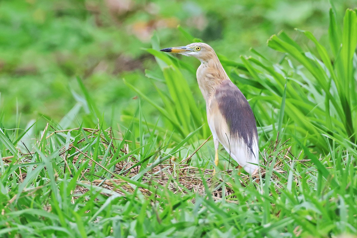 Indian Pond-Heron - ML593741381