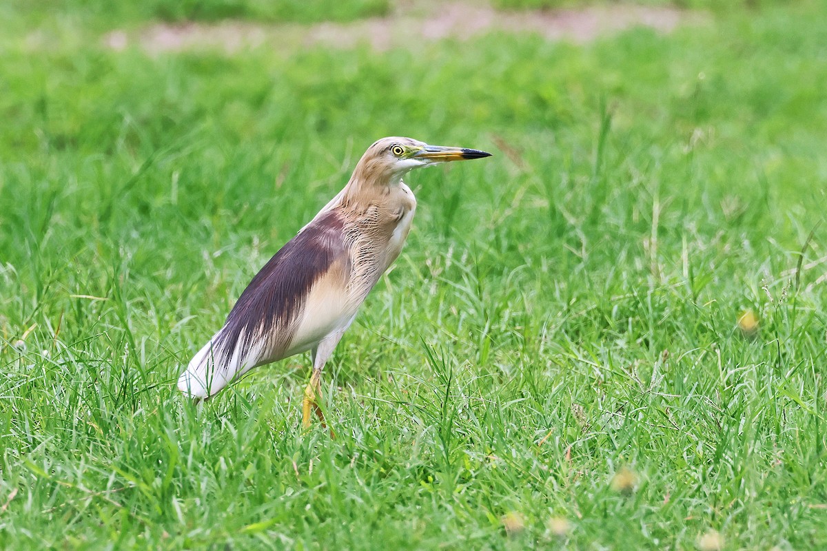 Indian Pond-Heron - ML593741521