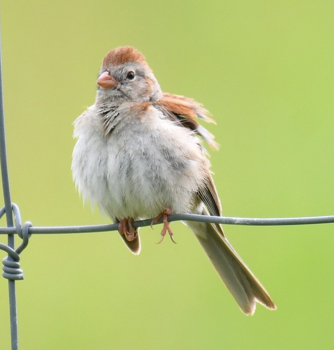 Field Sparrow - Maria Armstrong