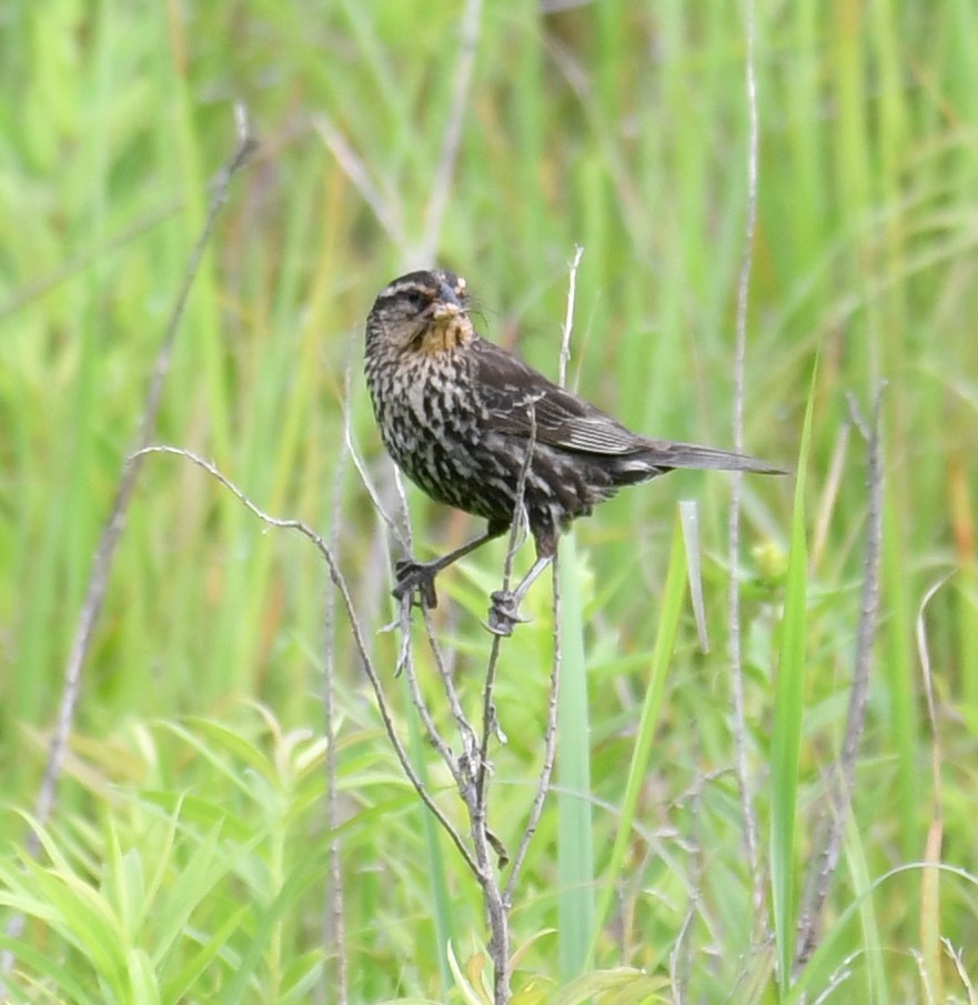 Red-winged Blackbird - ML593741591