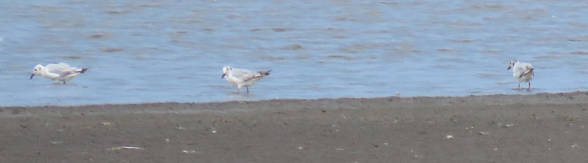 Bonaparte's Gull - ML593742061