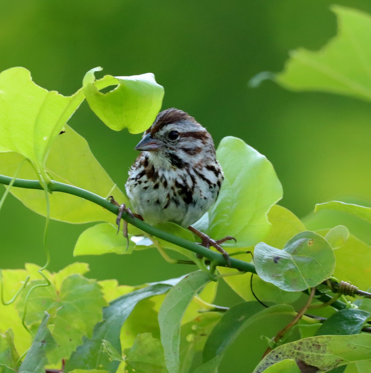 Song Sparrow - ML593742601