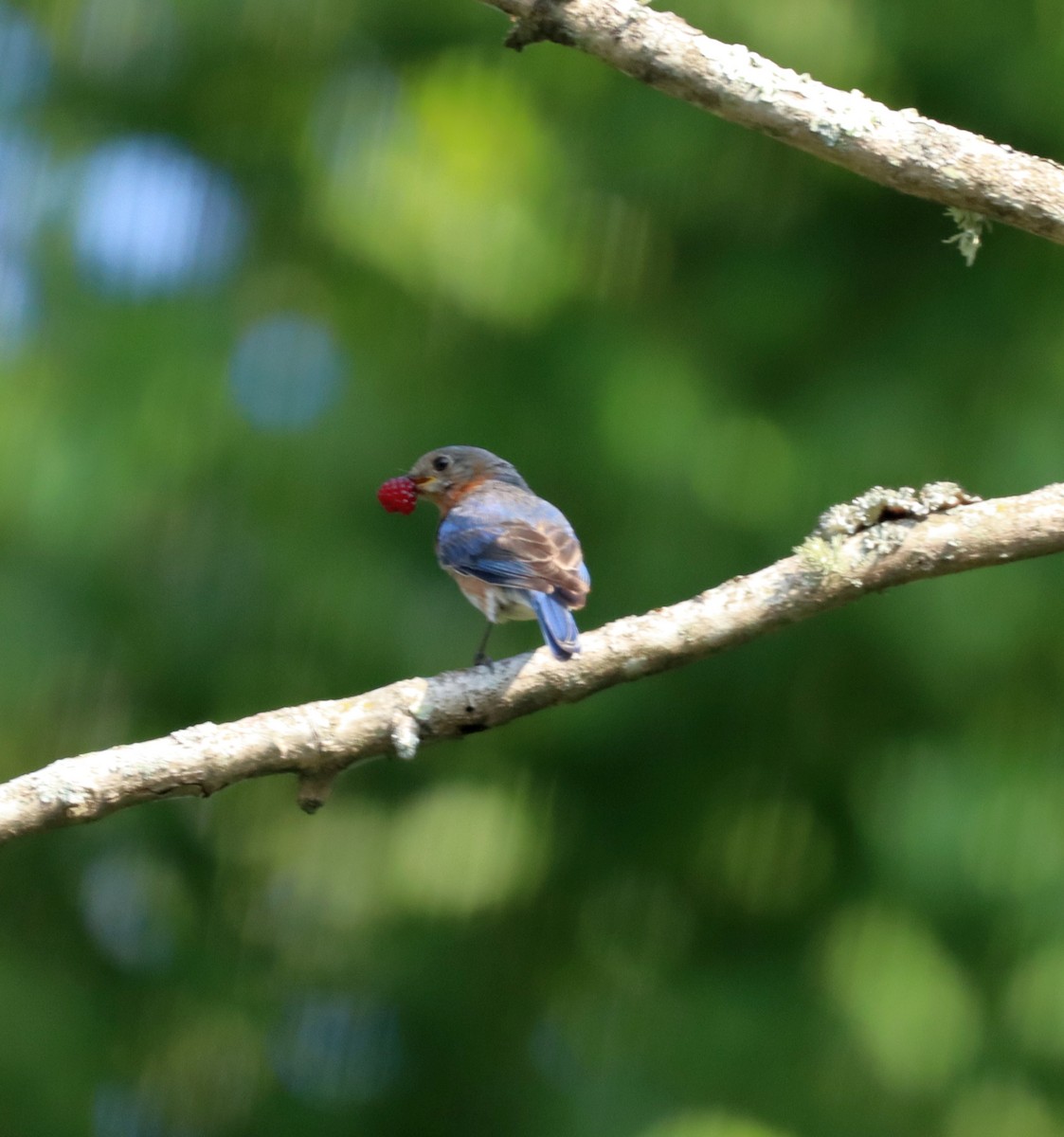 Eastern Bluebird - ML593742791