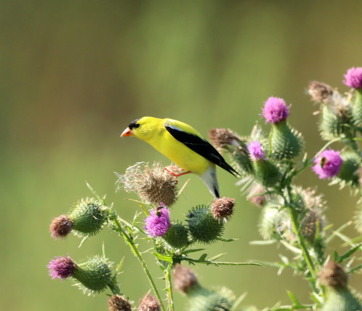 American Goldfinch - ML593742861