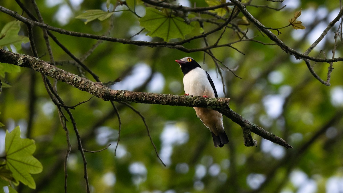Red-billed Helmetshrike - Mathurin Malby