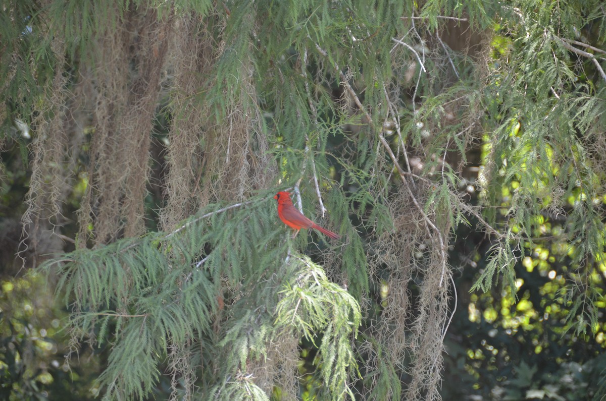 Cardinal rouge - ML59374531