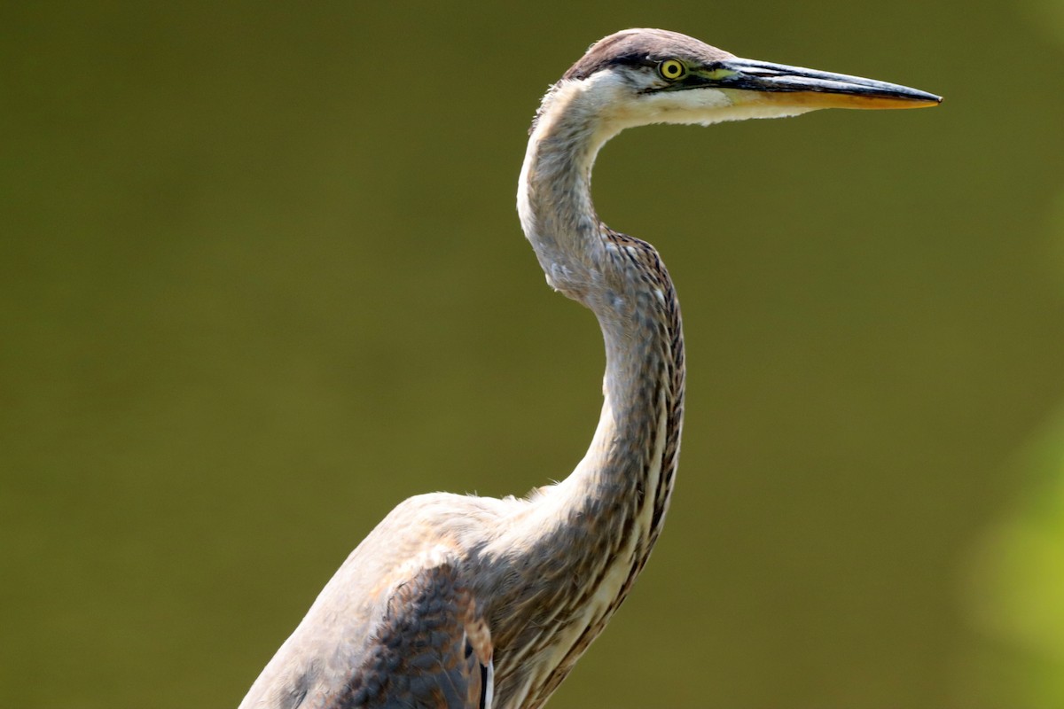 Great Blue Heron - ML593747131