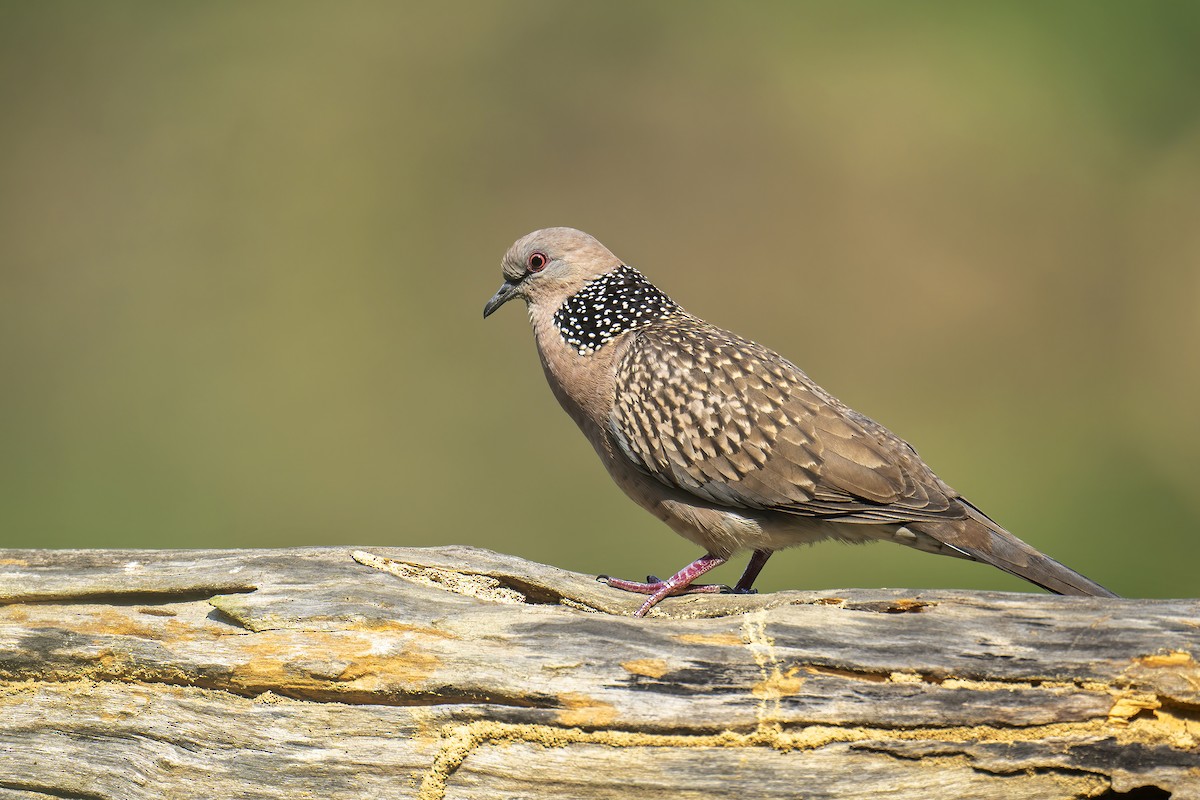 Spotted Dove - ML593747171