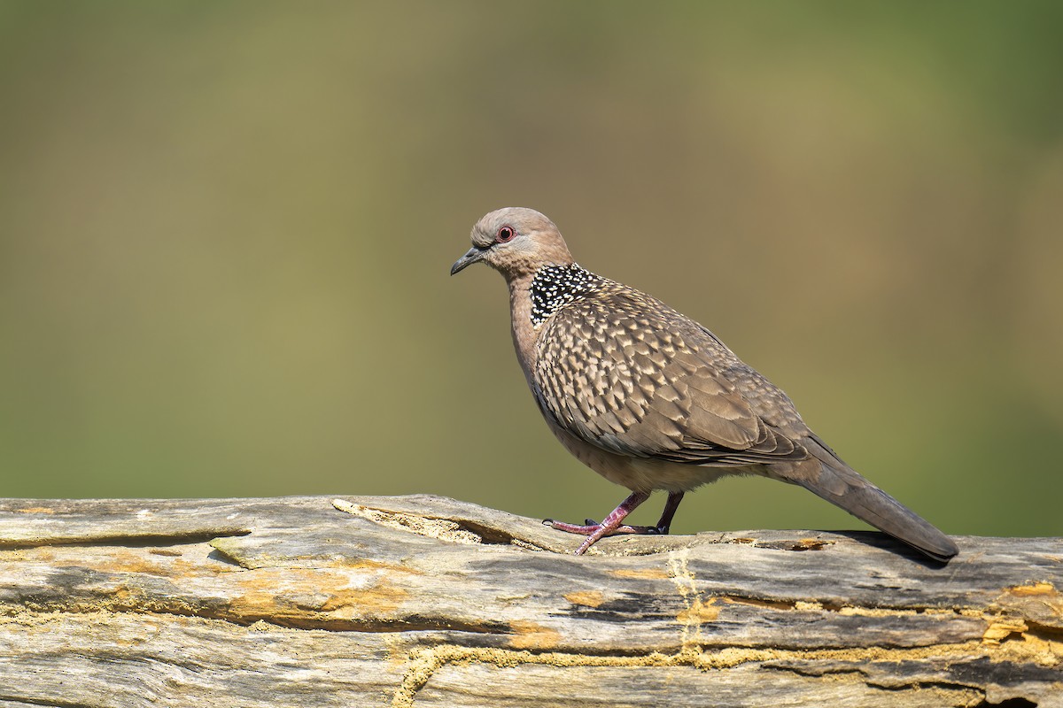 Spotted Dove - ML593747181