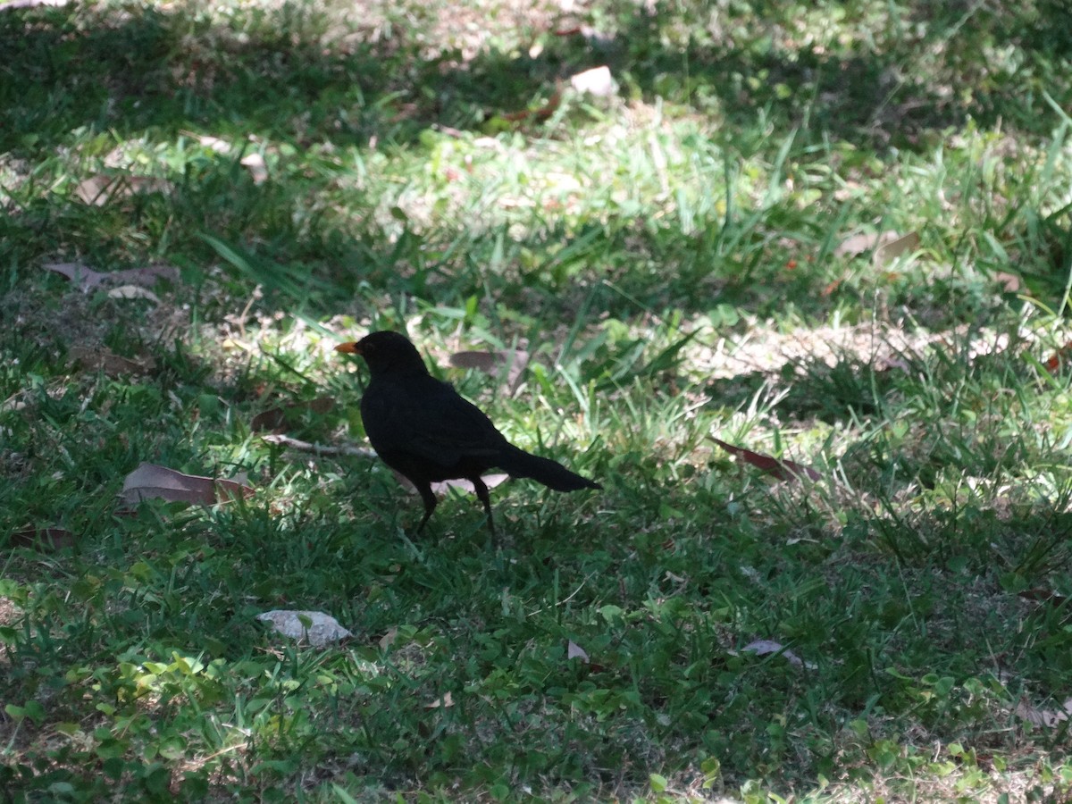 Eurasian Blackbird - ML593747211