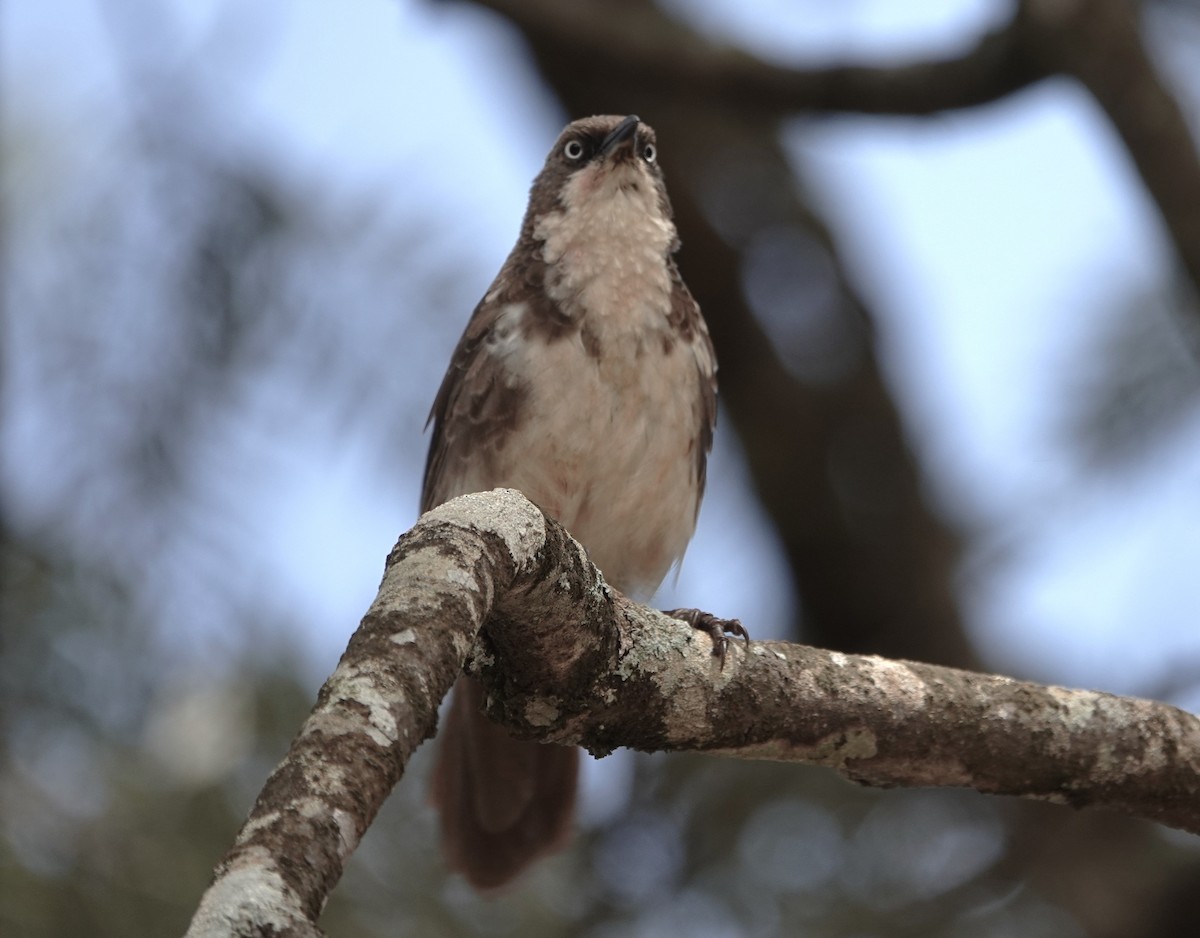 Northern Pied-Babbler - ML593748051