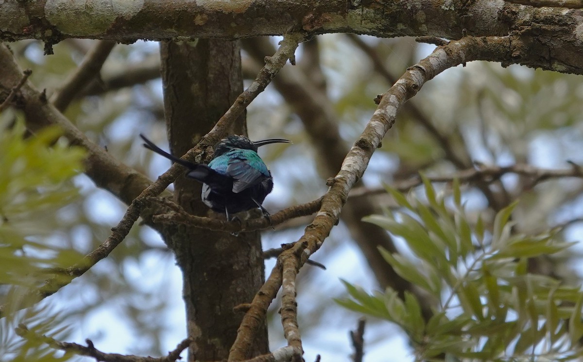 Malachite Sunbird - ML593748361