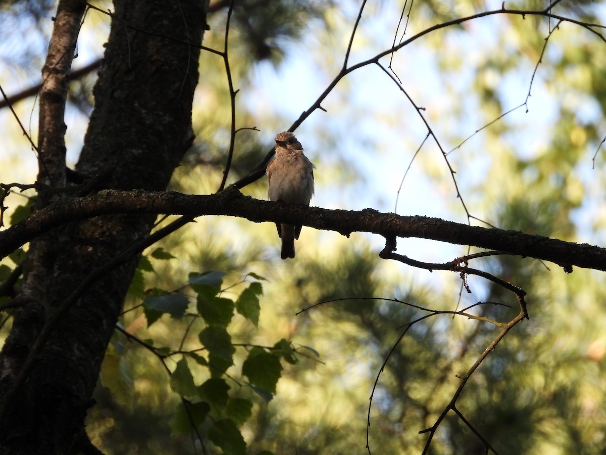 Spotted Flycatcher - ML593748911