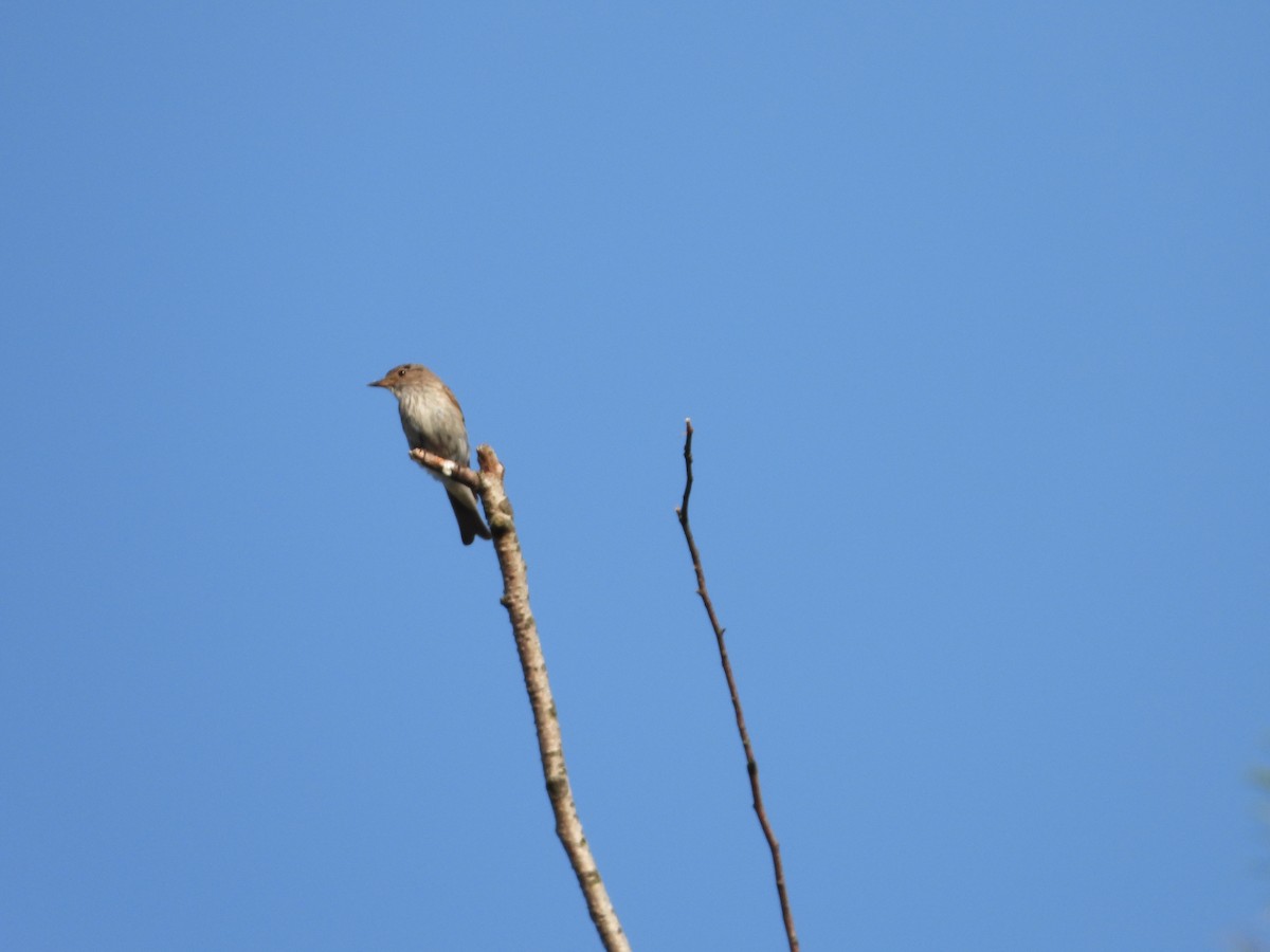 Spotted Flycatcher - ML593748921